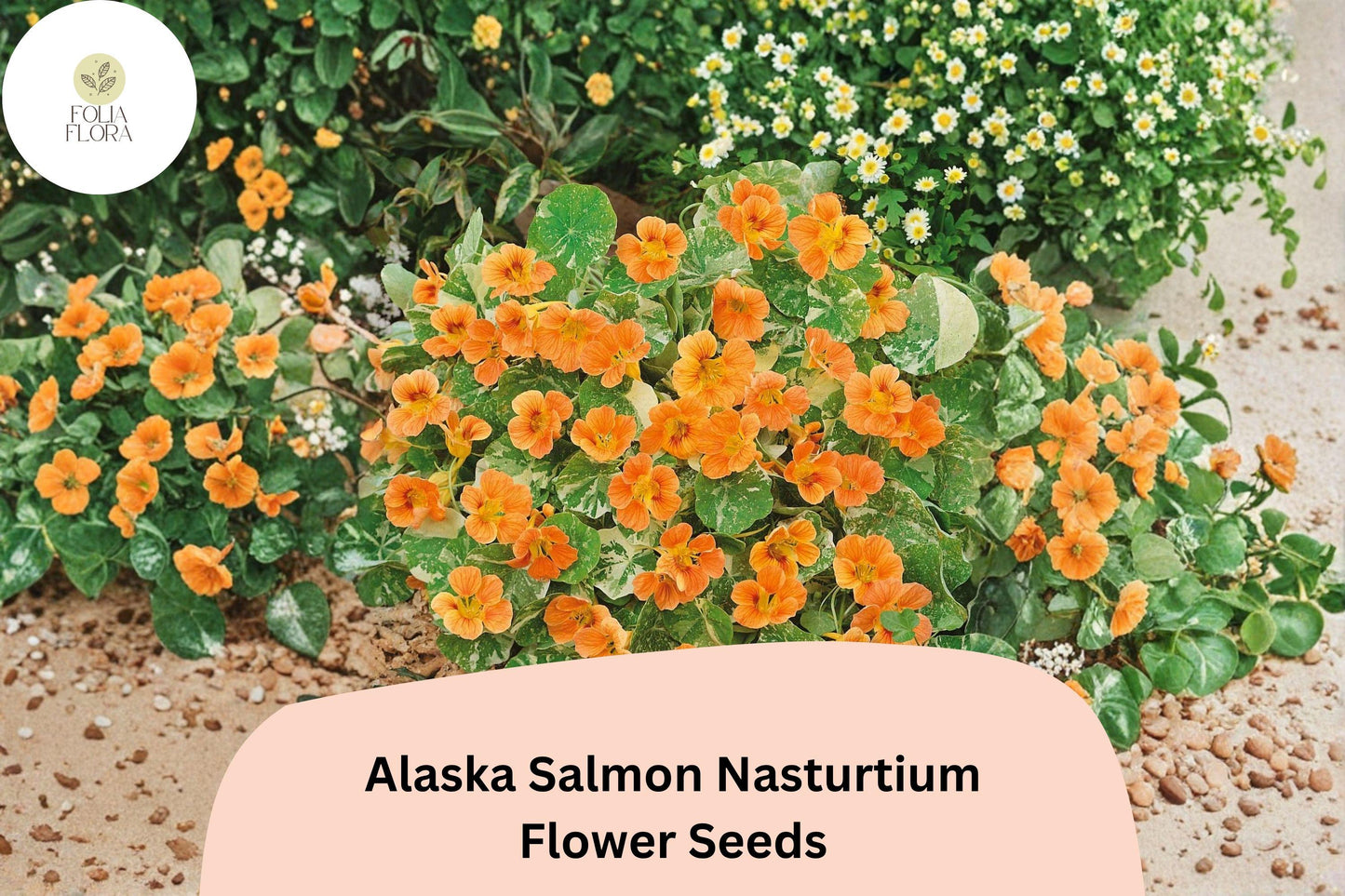 Alaska Salmon Nasturtium Seeds | 50+ Seeds | Salmon-Orange Flowers & Variegated Foliage | Tropaeolum majus