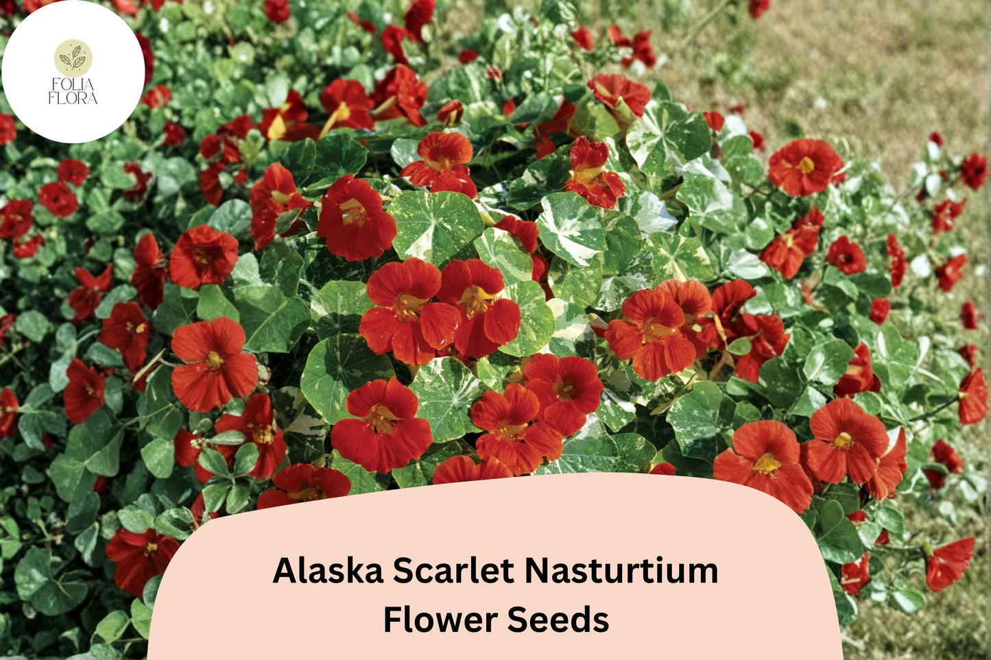 Alaska Scarlet Nasturtium Seeds | 50+ Scarlet Red Flowers | Tropaeolum majus | Variegated Foliage for Containers & Gardens