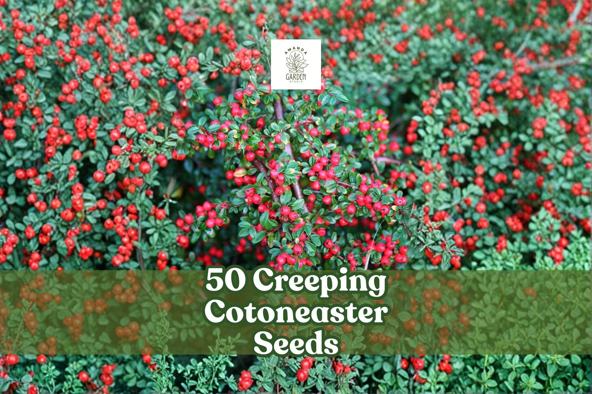 Creeping Cotoneaster Seeds - 50 Non-GMO Seeds for Groundcover | Cotoneaster adpressus | Hardy Ornamental Shrub with Red Berries