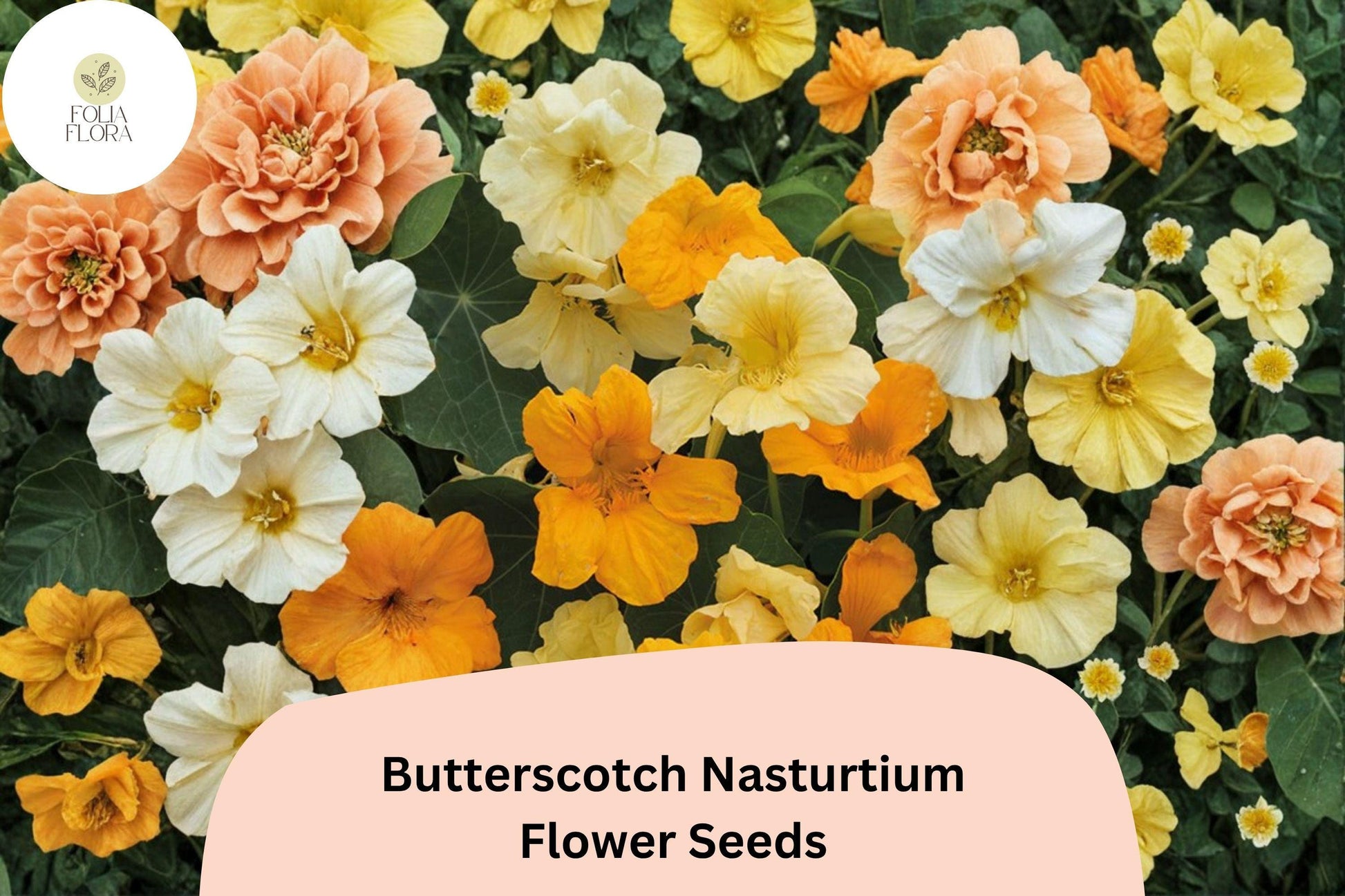 Butterscotch Nasturtium Seeds | 50+ Seeds | Tropaeolum majus | Warm Golden-Yellow Blooms for Garden Beds & Containers