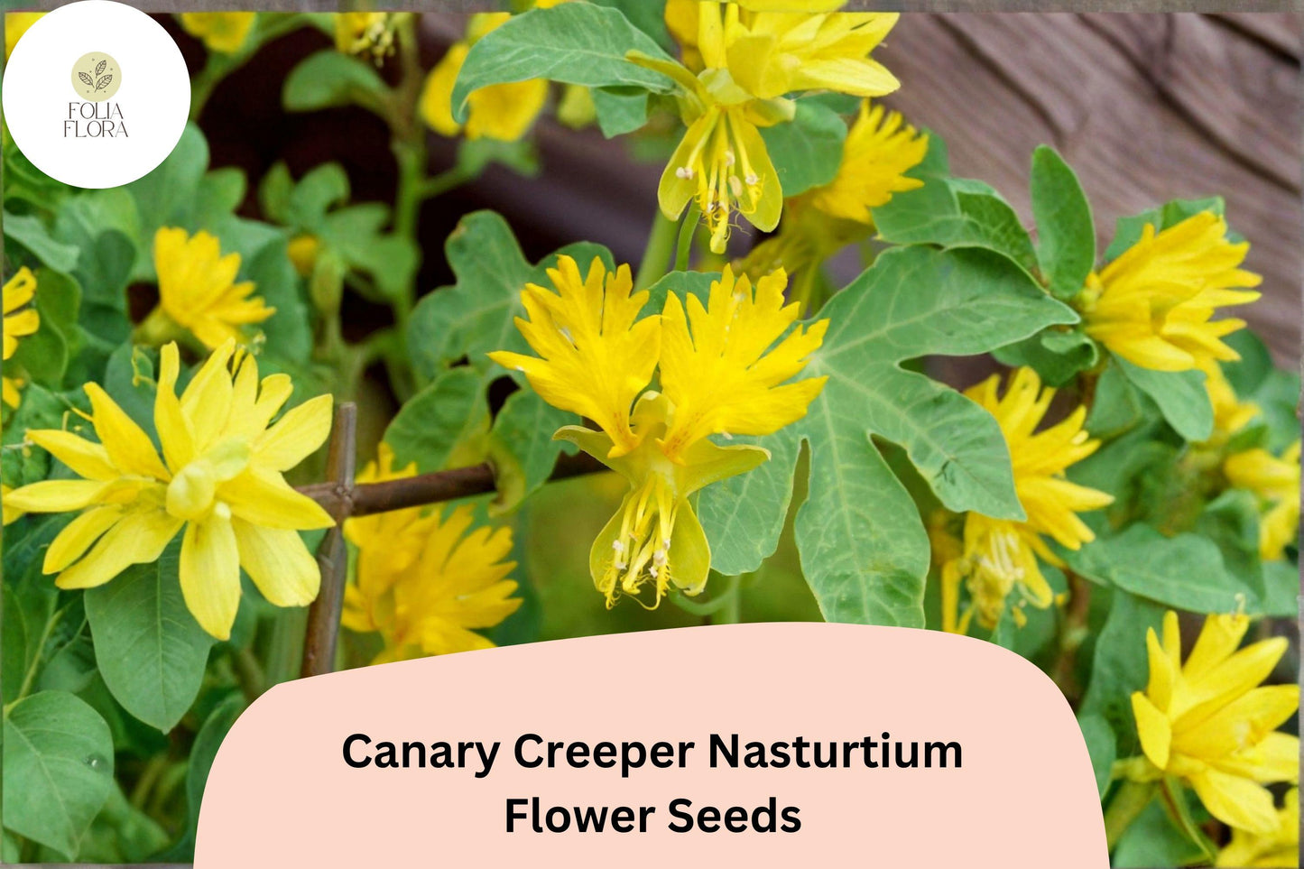 50+ Canary Creeper Nasturtium Seeds | Yellow Climbing Vine Flower | Tropaeolum peregrinum | Fast-Growing, Easy to Grow