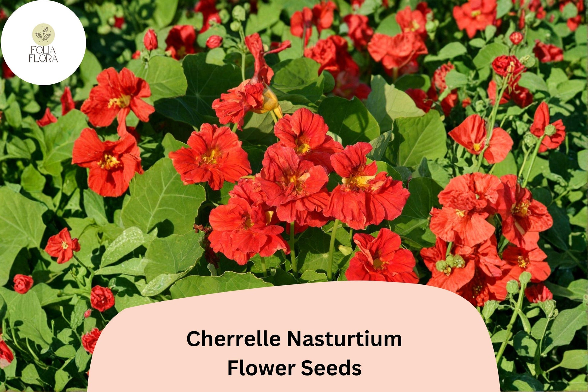 Cherrelle Nasturtium Seeds | 50+ Red-Orange Bicolor Blooms | Tropaeolum majus | Compact, Low Maintenance Annual