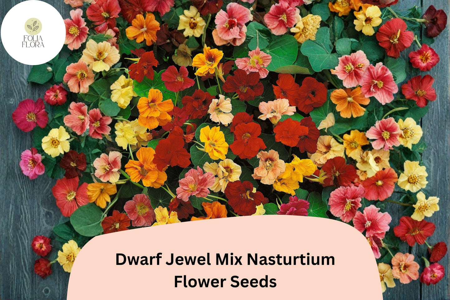 Dwarf Jewel Mix Nasturtium Seeds | 50+ Colorful Compact Blooms | Tropaeolum majus | Red, Orange, Yellow, Gold Flowers