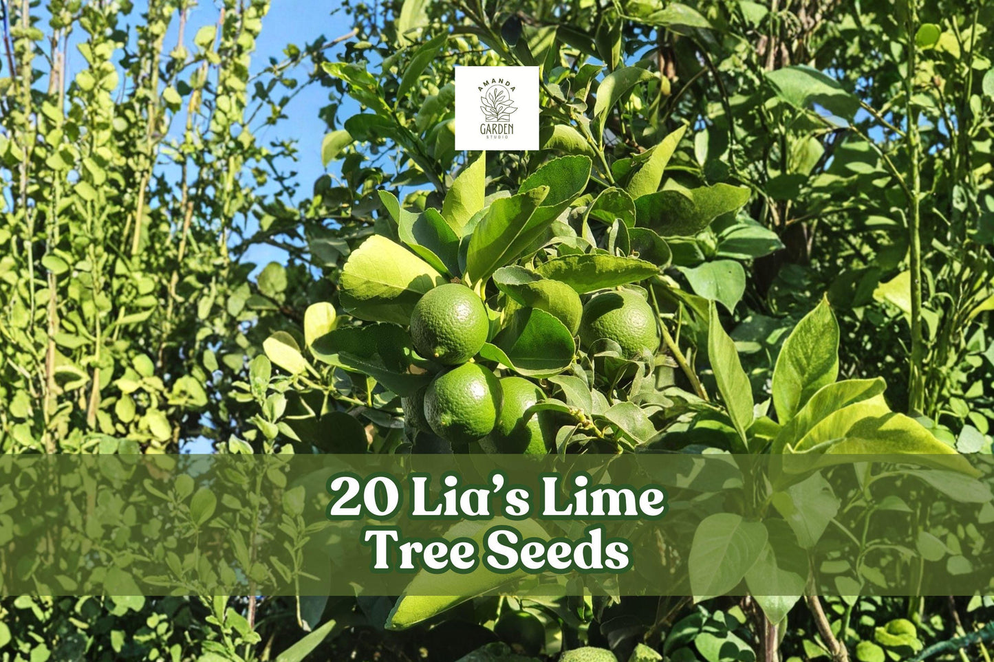 20 Lia's Lime Tree Seeds | Fast-Growing Citrus | Citrus aurantiifolia | Non-GMO Key Lime Seeds for Container Gardening