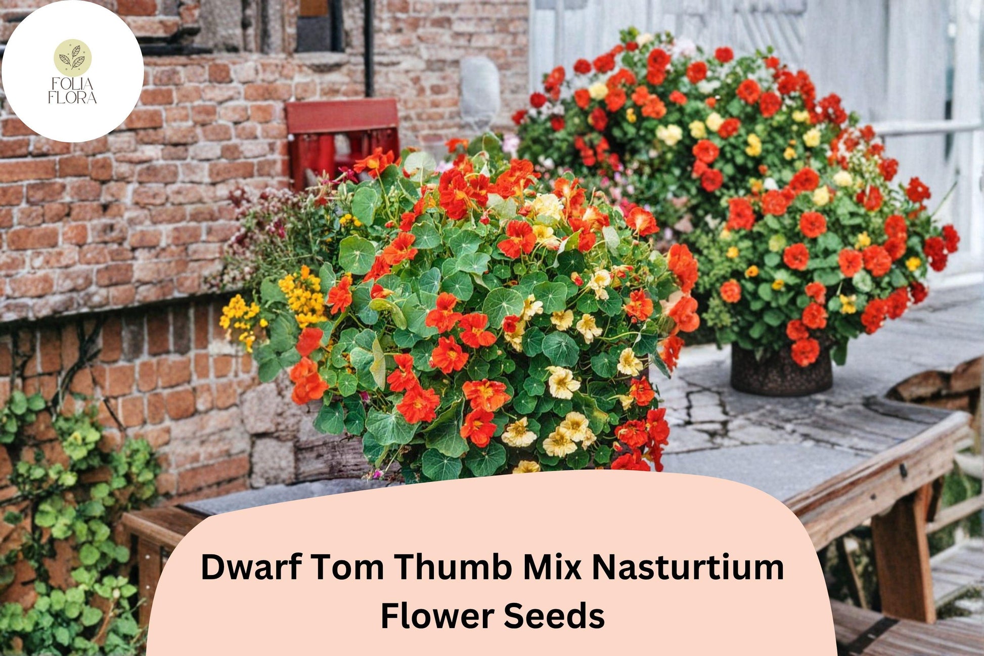Dwarf Tom Thumb Mix Nasturtium Seeds | 50+ Colorful Annual Seeds | Tropaeolum majus | Red, Orange, Yellow Blooms