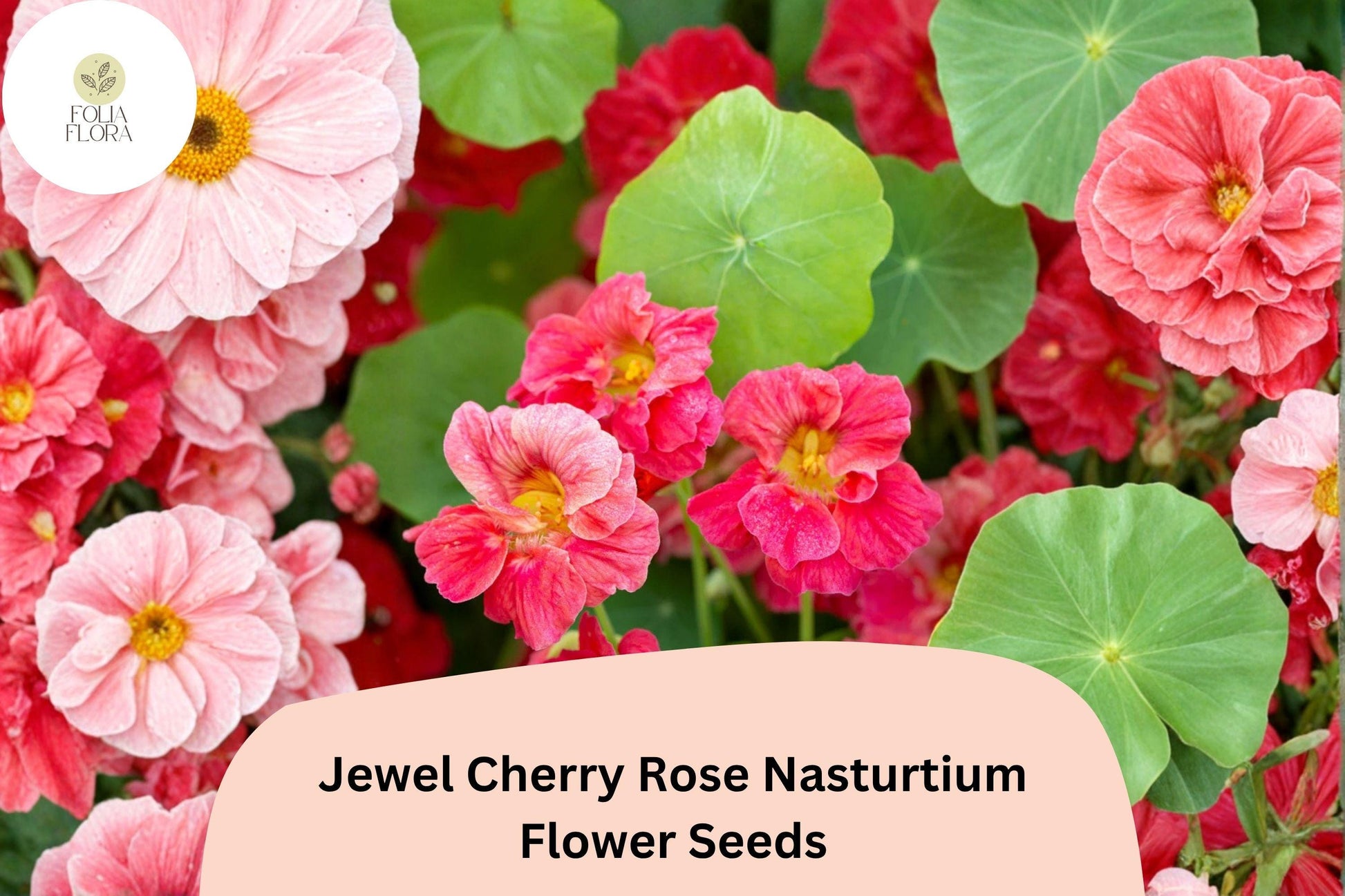 Jewel Cherry Rose Nasturtium Seeds | 50+ Bright Pink-Red Blooms | Tropaeolum majus | Compact Annual for Borders & Planters