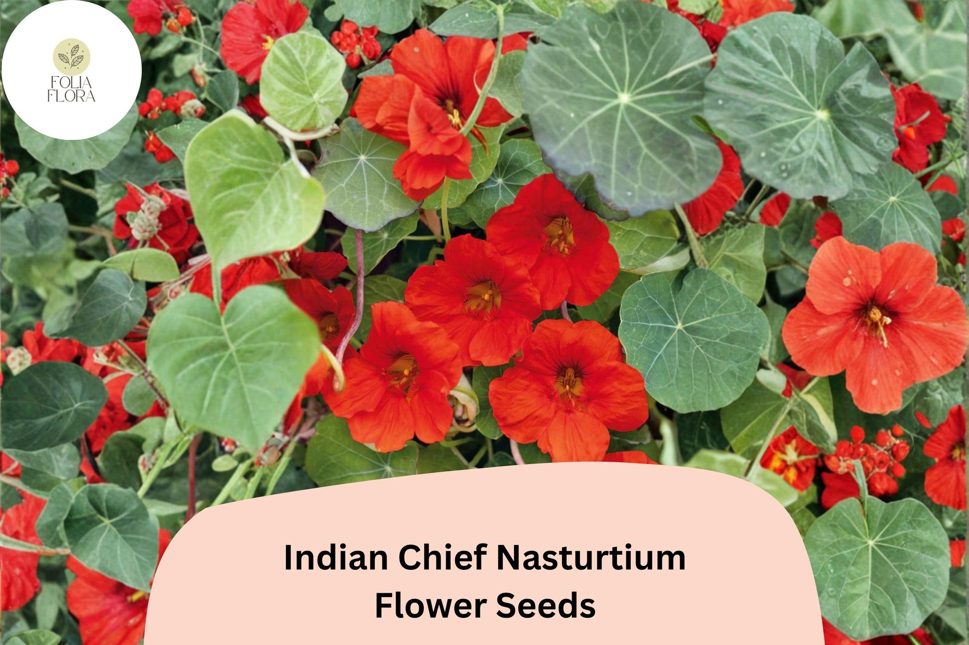 Indian Chief Nasturtium Seeds | 50+ Deep Red Blooms | Easy-Grow Annual | Tropaeolum majus | Perfect for Borders & Containers