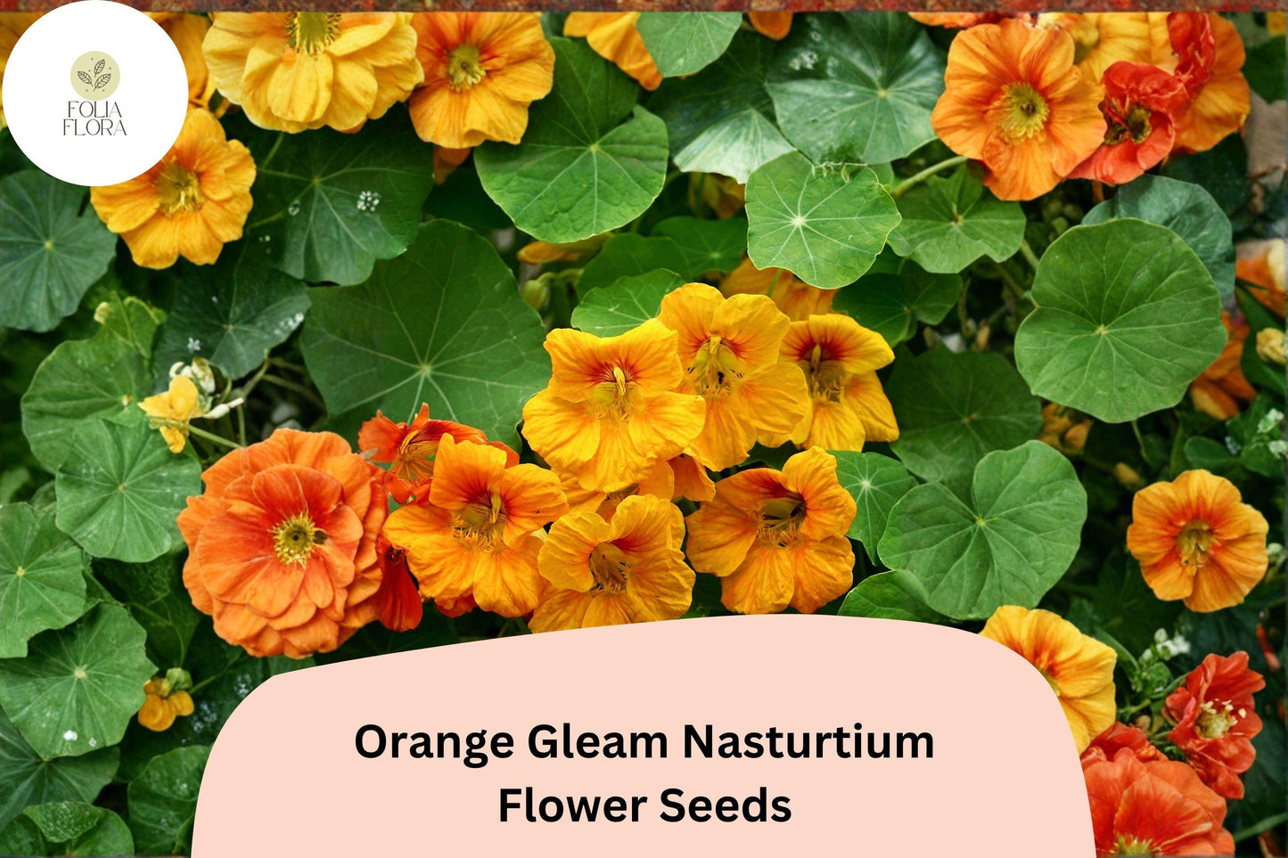 Nasturtium Seeds | 50+ Orange Gleam | Tropaeolum majus | Bright Orange Blooms, Easy to Grow, Semi-Trailing Annual