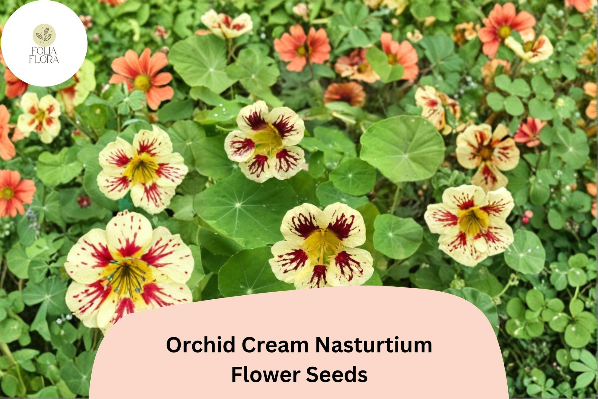Orchid Cream Nasturtium Seeds - 50+ Cream & Pink Blooms - Tropaeolum majus - Easy to Grow Annual for Gardens & Containers