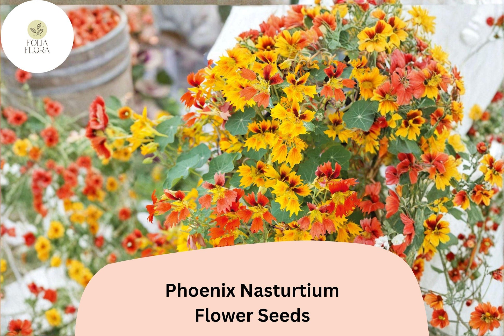 50+ Phoenix Nasturtium Seeds | Frilled Red-Orange Blooms | Climbing Annual | Tropaeolum majus | Pollinator Friendly Garden