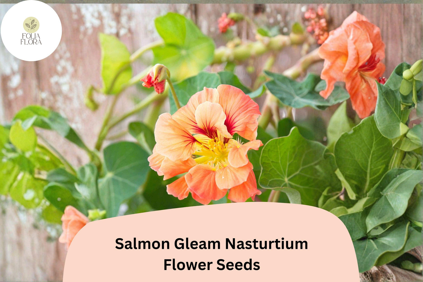 Salmon Gleam Nasturtium Seeds | 50+ Vibrant Salmon-Orange Blooms | Tropaeolum majus | Easy to Grow for Containers & Borders