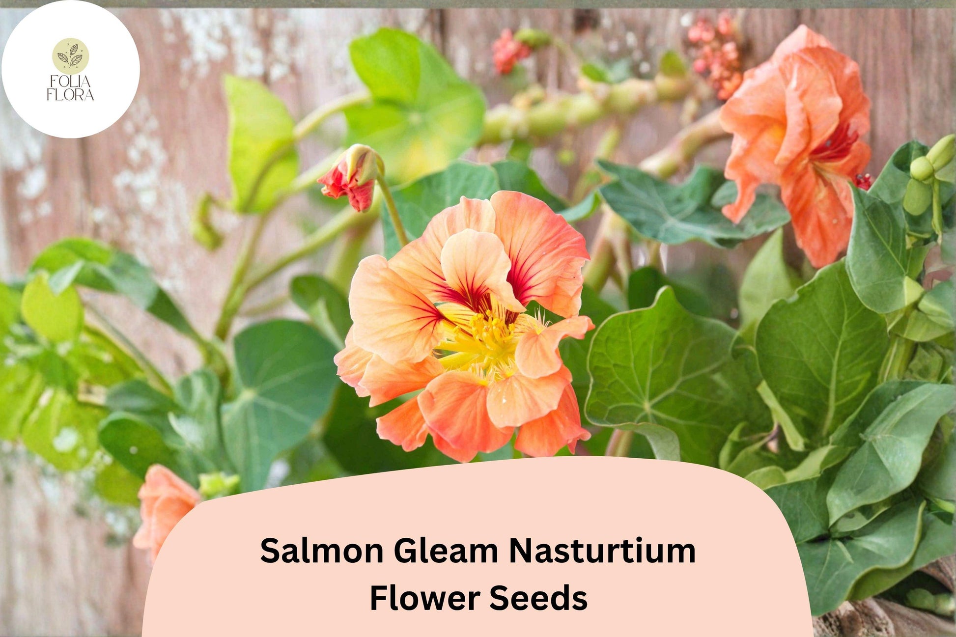 Salmon Gleam Nasturtium Seeds | 50+ Vibrant Salmon-Orange Blooms | Tropaeolum majus | Easy to Grow for Containers & Borders