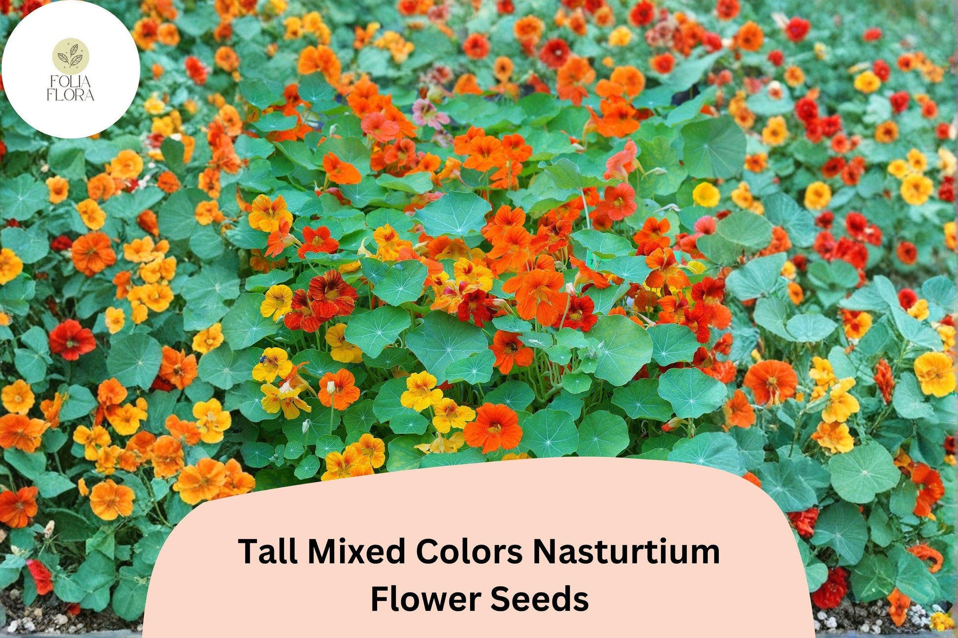 Tall Mixed Colors Nasturtium Seeds | 50+ Vibrant Blooms | Tropaeolum majus | Climbing, Trailing Annual for Pollinator Gardens