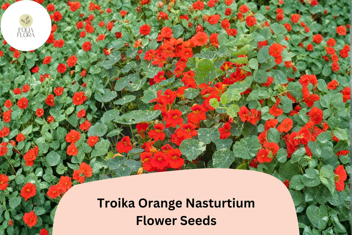 Troika Orange Nasturtium Seeds | 50+ Bright Orange Blooms | Tropaeolum majus | Trailing Annual for Garden & Containers