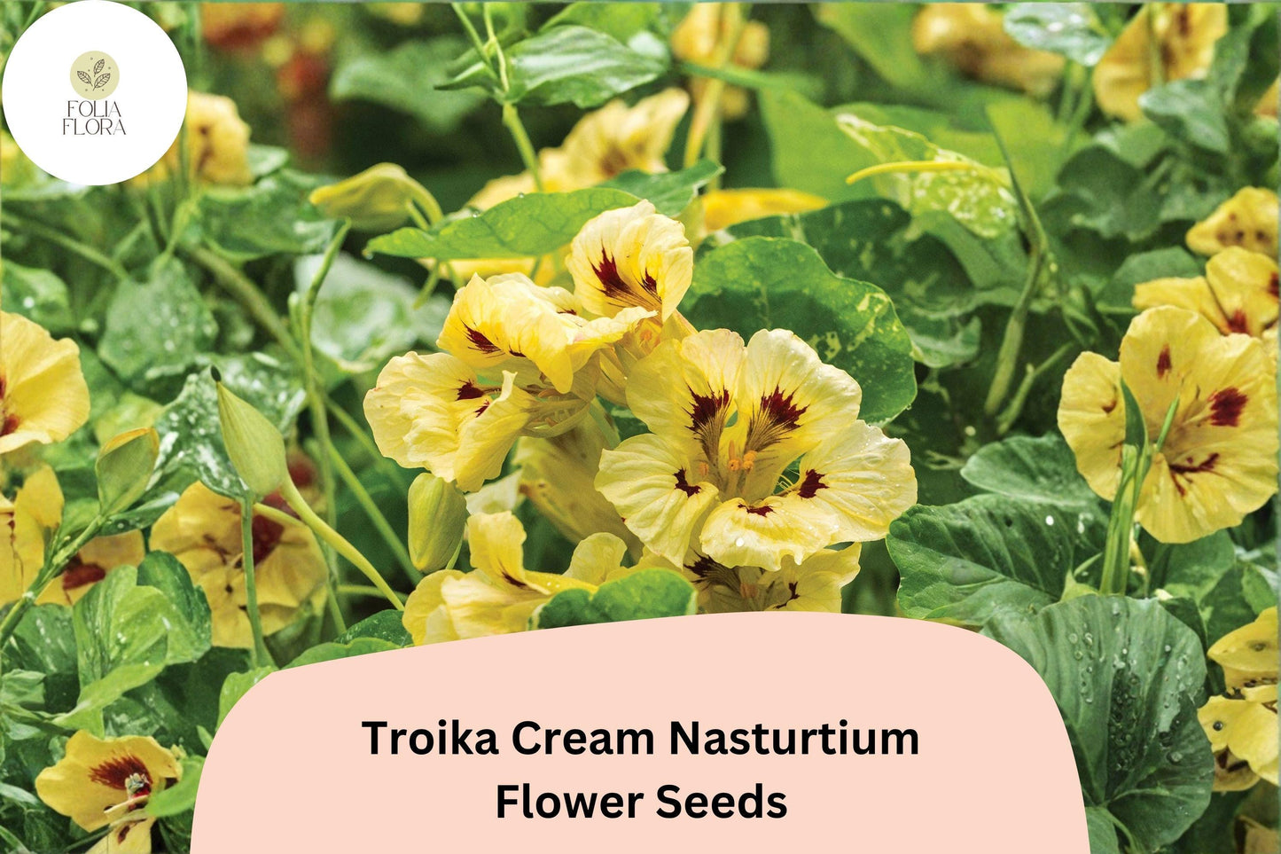 Troika Cream Nasturtium Seeds | 50+ Seeds | Creamy White Blooms | Tropaeolum majus | Trailing Annual for Garden