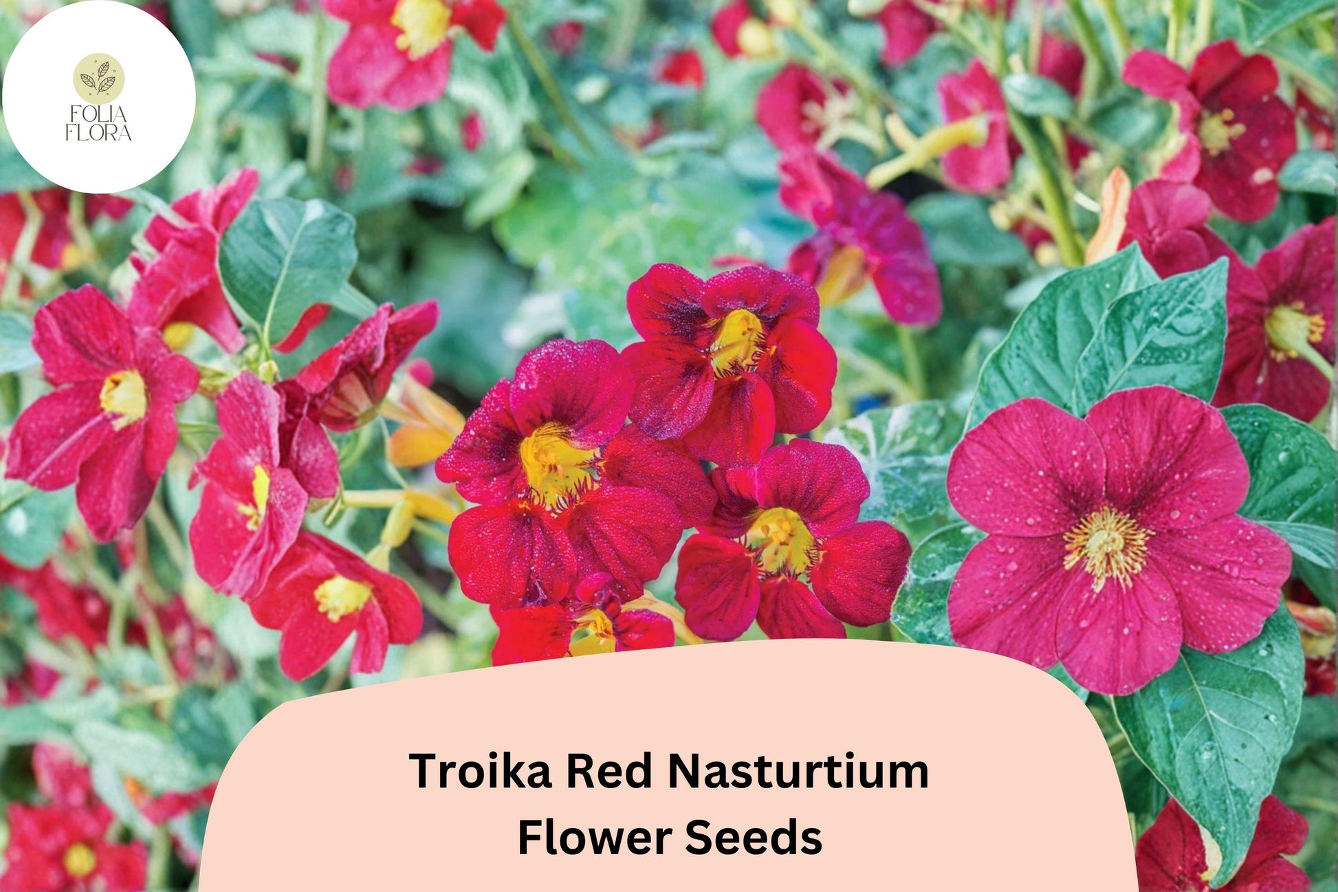 Troika Red Nasturtium Seeds | 50+ Bright Red Blooms | Trailing Annual for Containers & Baskets | Tropaeolum majus