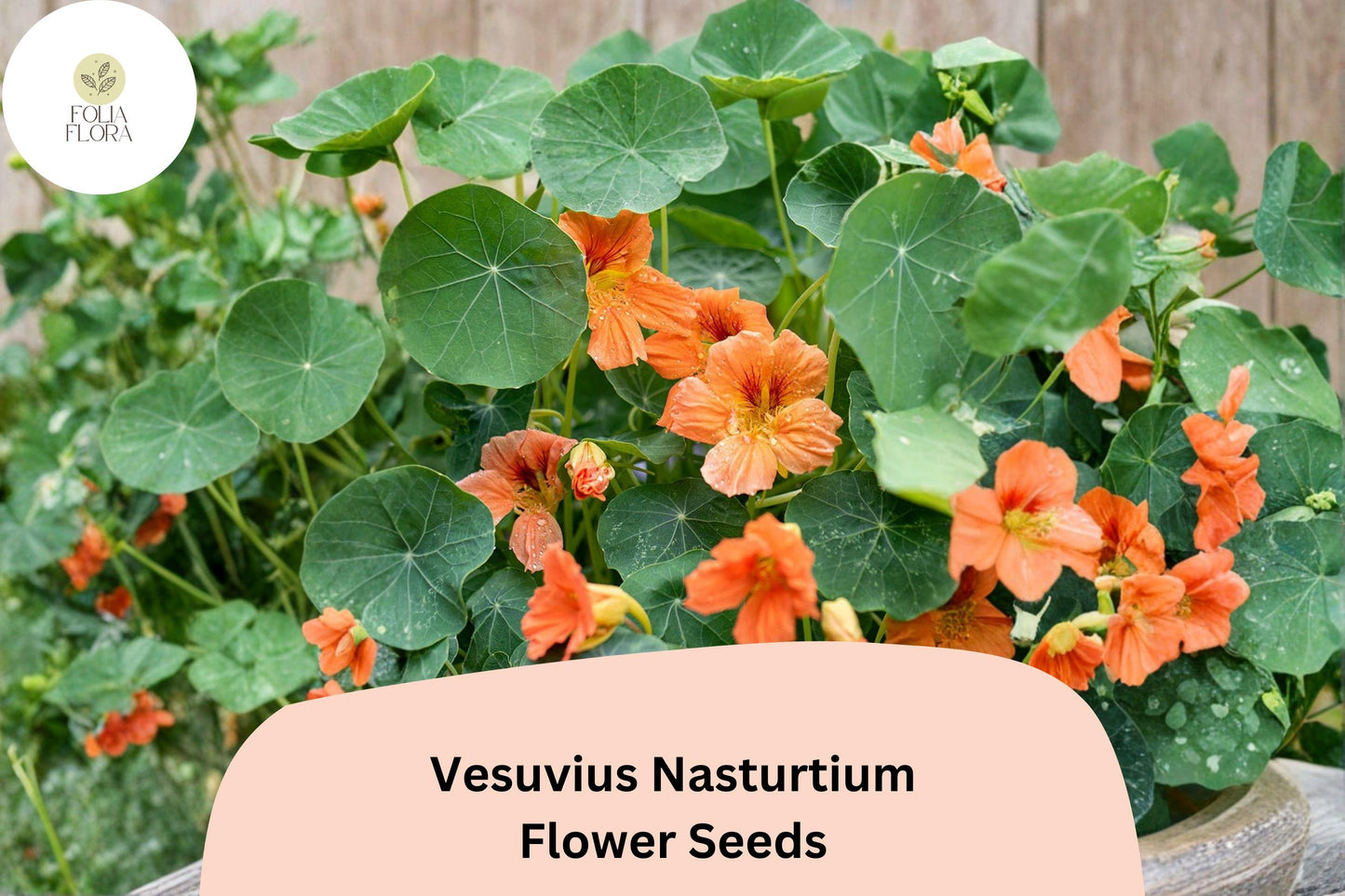 Vesuvius Nasturtium Seeds - 50+ Fiery Red-Orange Blooms - Tropaeolum majus - Trailing Annual for Garden, Containers, Hanging Baskets