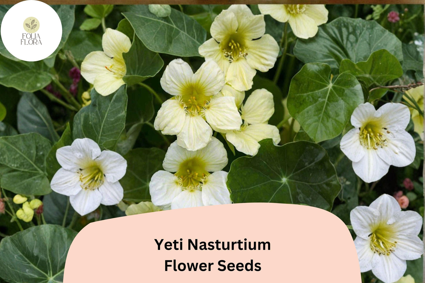 Yeti Nasturtium Seeds | 50+ Seeds | White Blooms | Tropaeolum majus | Trailing Annual for Containers & Gardens