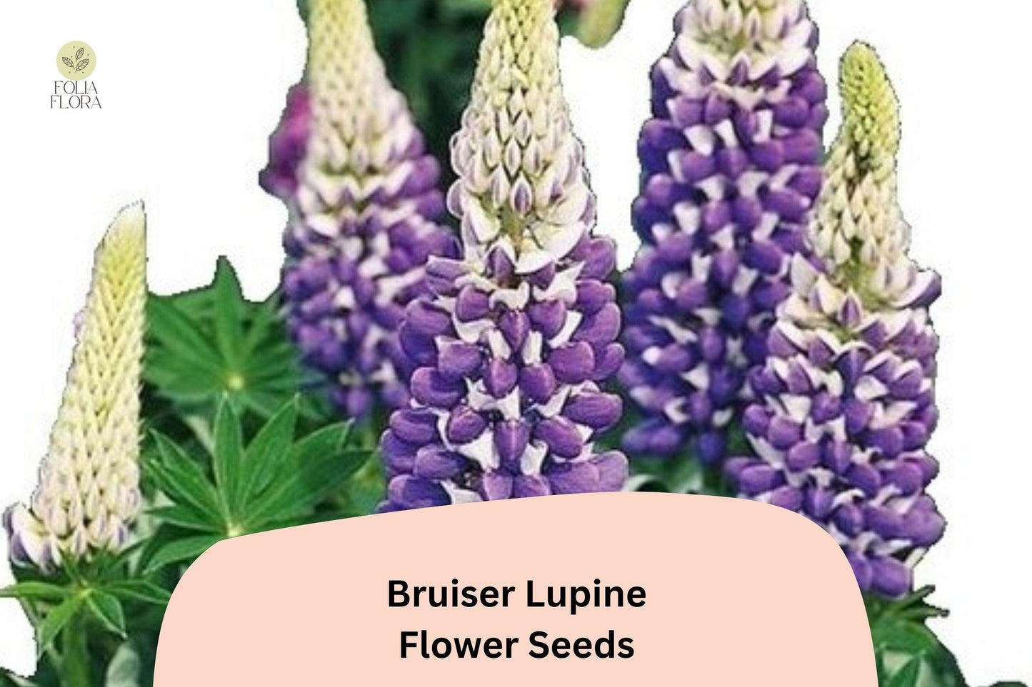 Bruiser Lupine Seeds | 25+ Purple & Blue Bloom Seeds | Lupinus | Perennial Flower for Borders & Containers
