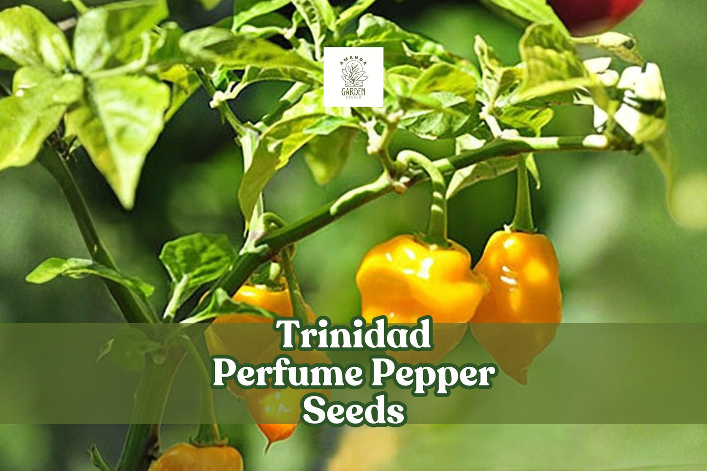 10 Trinidad Perfume Pepper Seeds | Capsicum chinense | Mild Caribbean Flavor | Non-GMO, Aromatic, Ornamental Peppers
