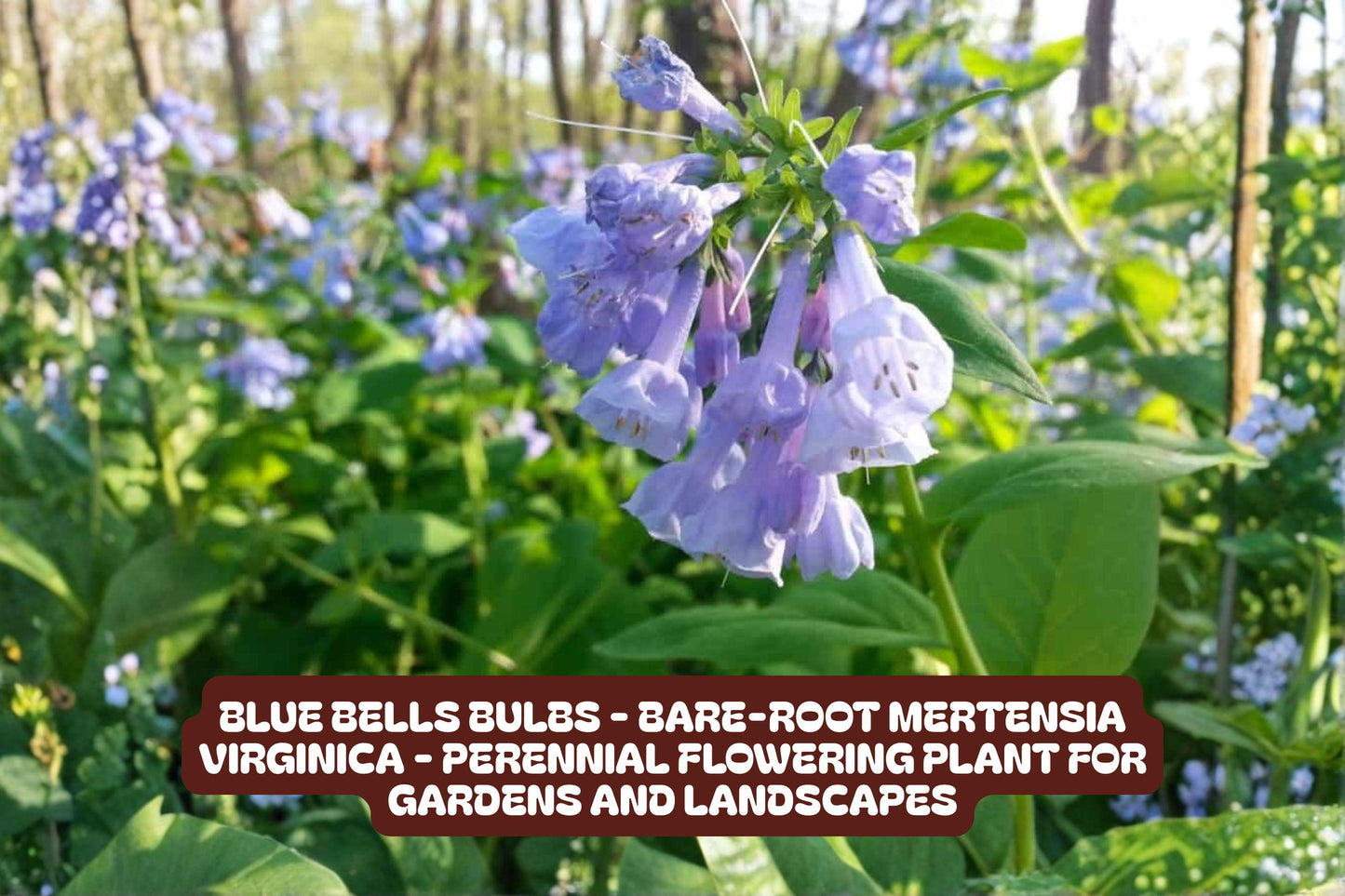 Blue Bells Bulbs - Bare-root Mertensia Virginica - Easy to Grow Perennial Flower for Gardens and Landscapes