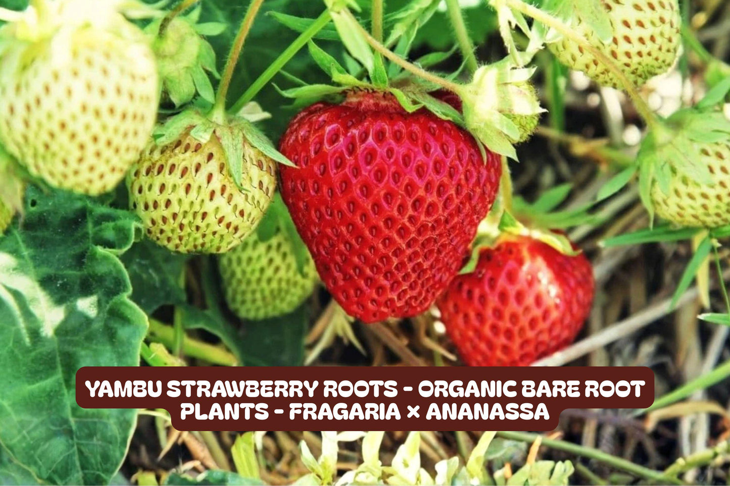 Yambu Strawberry Roots - Fragaria × Ananassa - Easy to Grow, High-Quality Roots for Home Gardeners, Organic Gardening