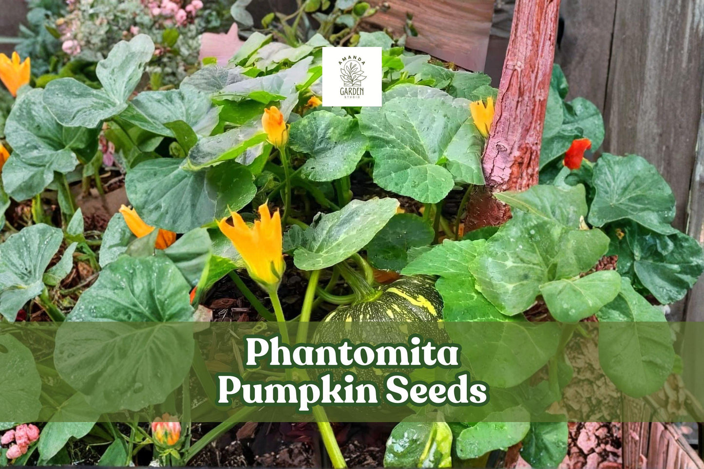 10 Phantomita Pumpkin Seeds | Rare Heirloom Variety | Exotic Ornamental & Edible Squash | Cucurbita pepo
