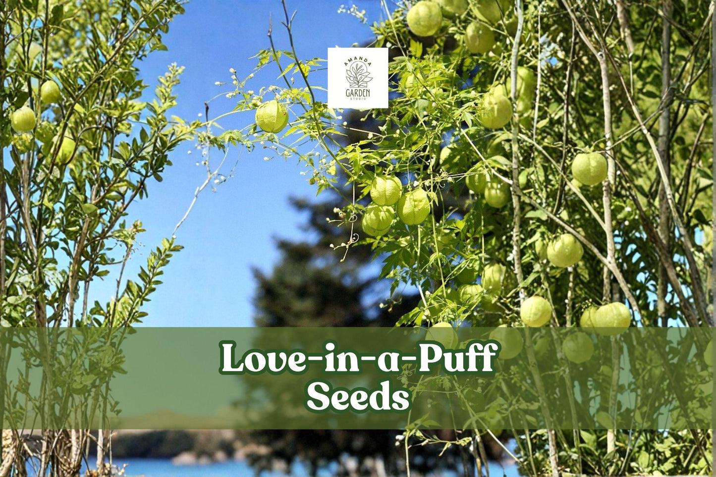 25 Love-in-a-Puff Seeds | Cardiospermum halicacabum | Rare Balloon Vine | Ornamental Climber for Vertical Gardens