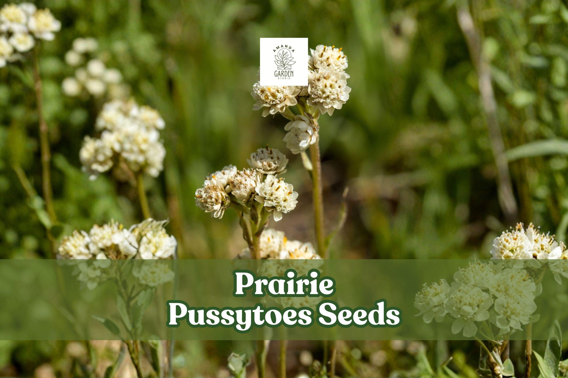 100 Prairie Pussytoes Seeds | Antennaria neglecta | Native Perennial Groundcover | Pollinator-Friendly Wildflower