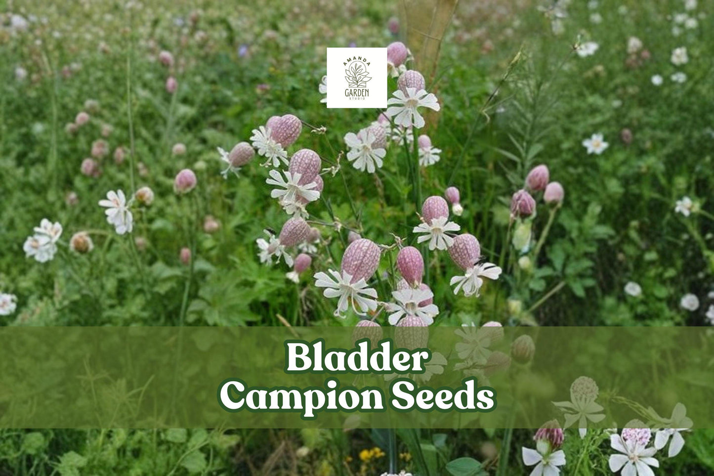 50 Bladder Campion Seeds | Silene vulgaris | Hardy Perennial Wildflower | Pollinator-Friendly, Drought-Tolerant Plant