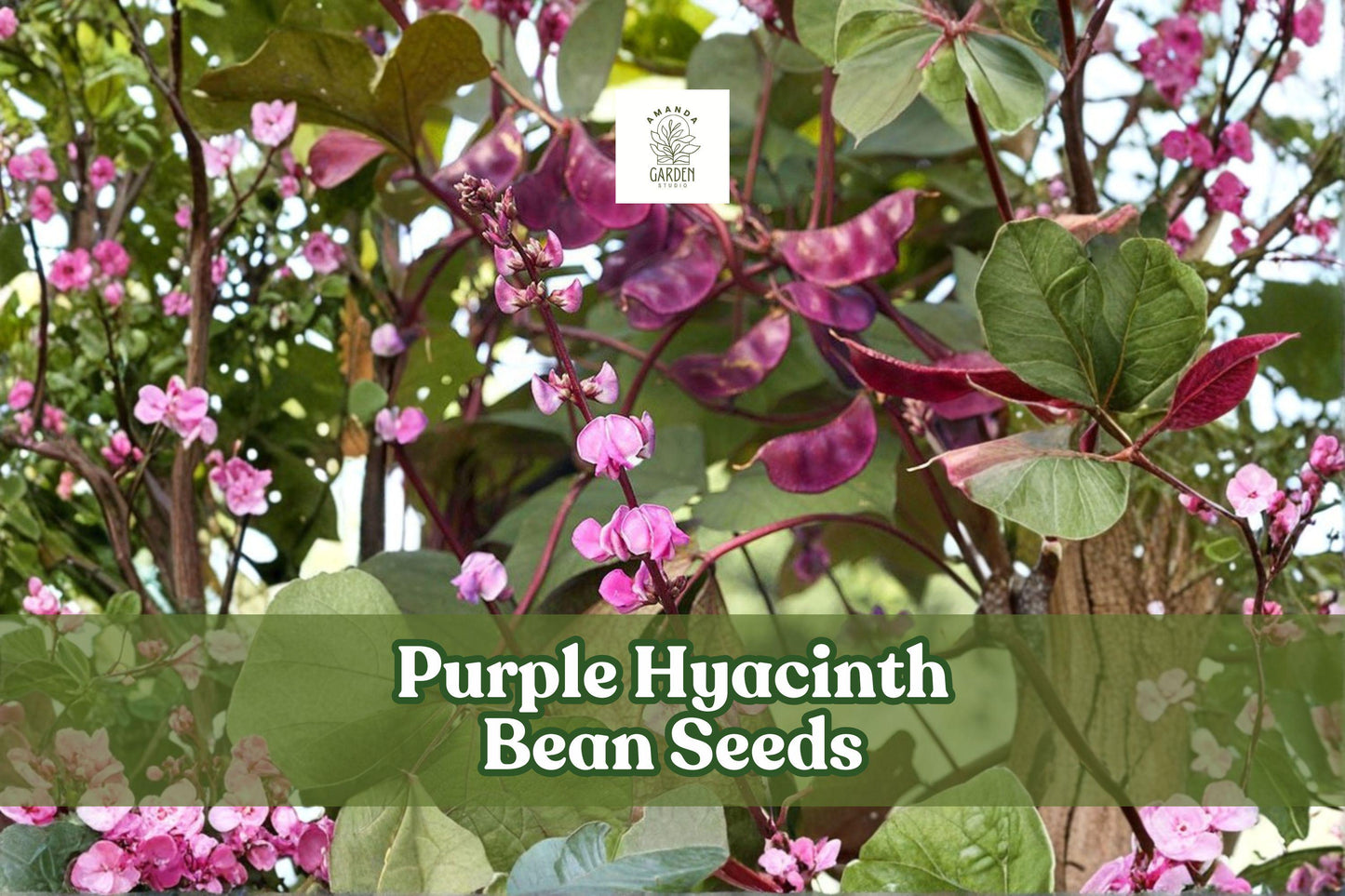 Purple Hyacinth Bean Seeds - 30 Non-GMO Lablab purpureus - Ornamental Climbing Vine with Purple Flowers and Red-Tinted Leaves