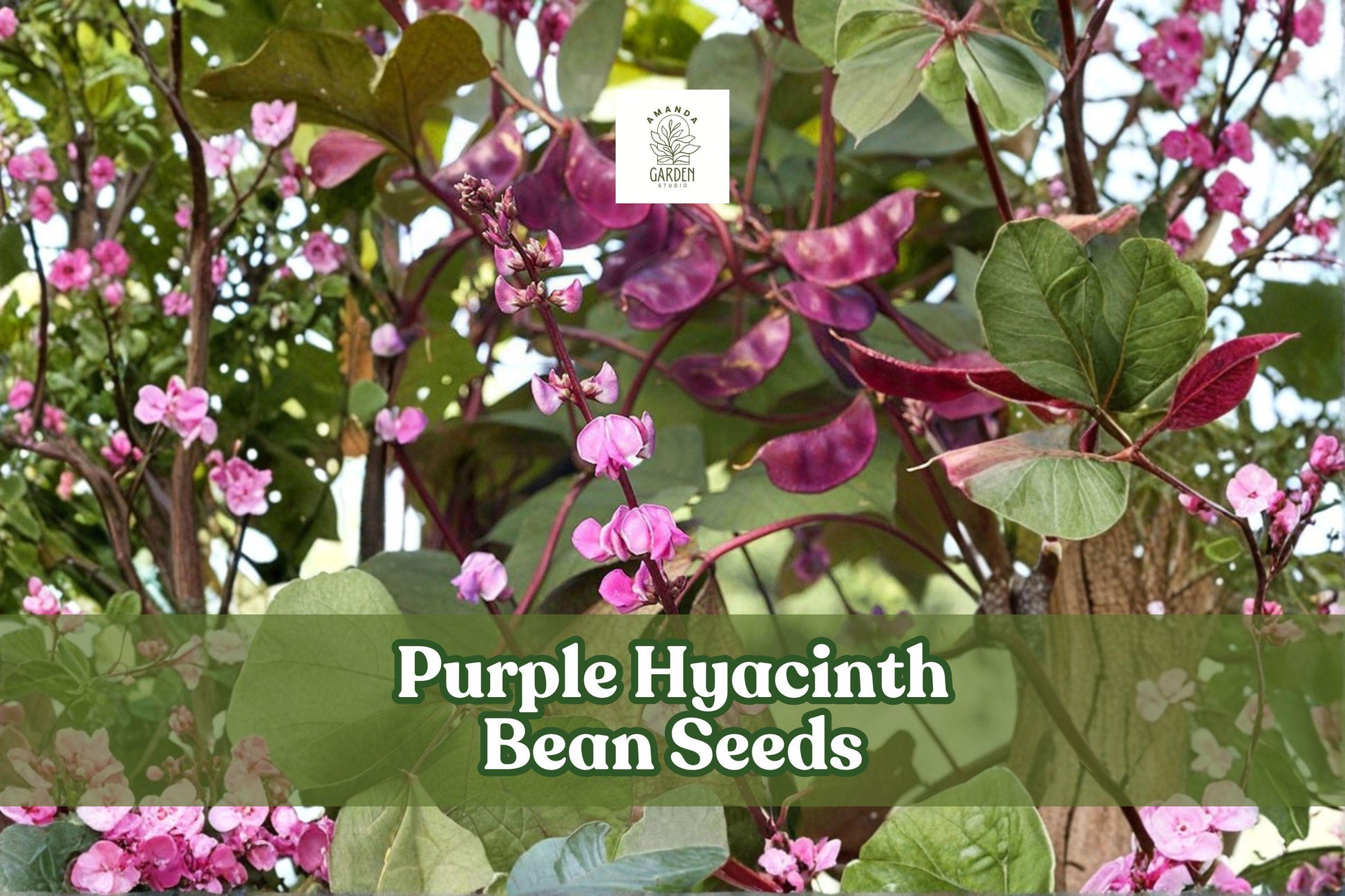 Purple Hyacinth Bean Seeds - 30 Non-GMO Lablab purpureus - Ornamental Climbing Vine with Purple Flowers and Red-Tinted Leaves