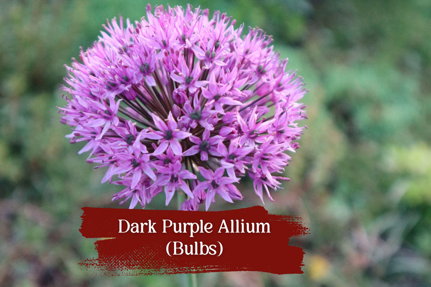 Dark Purple Allium Bulbs - Set of 10 - Ornamental Perennial Bulbs (Allium species) for Spring Garden Blooms and Pollinator Attraction