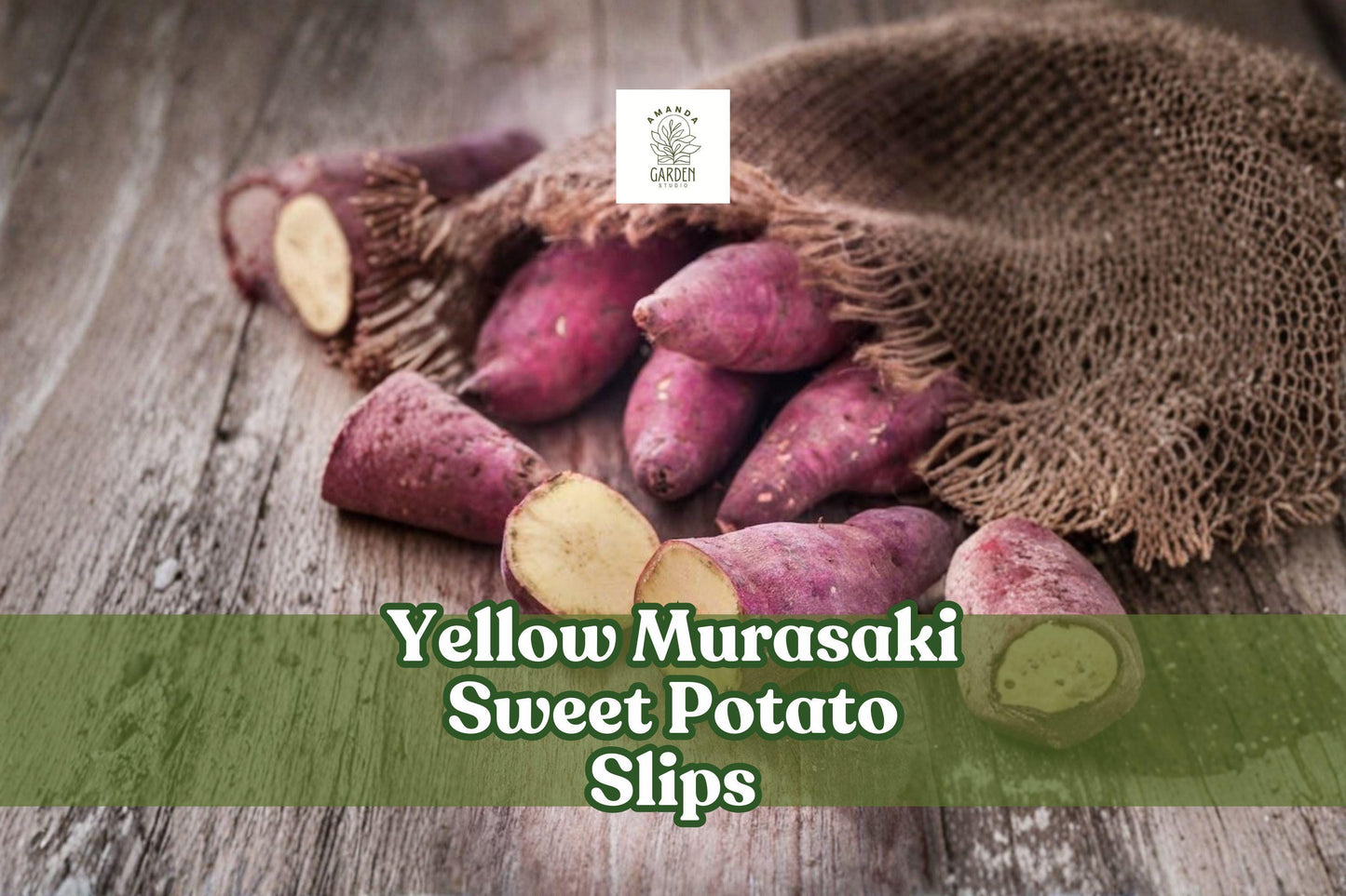 5 Yellow Murasaki Sweet Potato Slips | Heirloom Starter Plants | Ipomoea batatas | Non-GMO, Pesticide-Free, High-Yielding