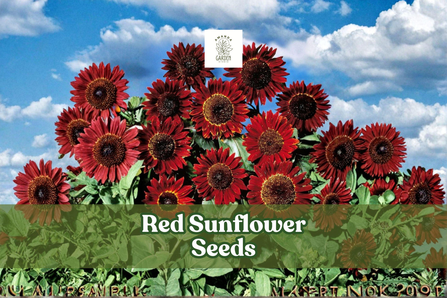 50 Red Sunflower Seeds | Helianthus annuus | Non-GMO Heirloom | Deep Burgundy Blooms for Pollinator Gardens and Floral Arrangements