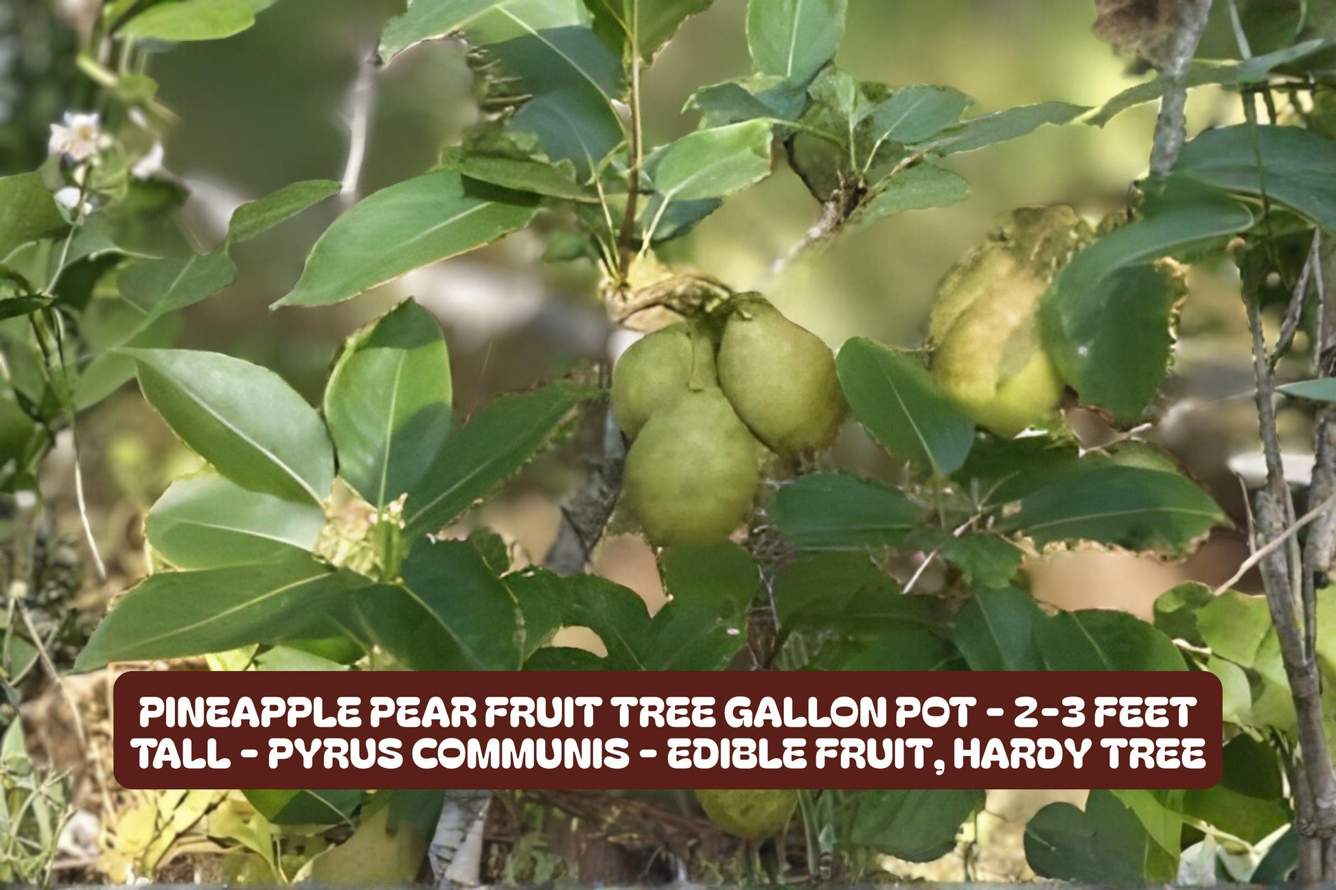 Pineapple Pear Fruit Tree - 2-3 Feet - Edible Pyrus communis - Evergreen, Sweet Juicy Pears - Perfect for Small Gardens