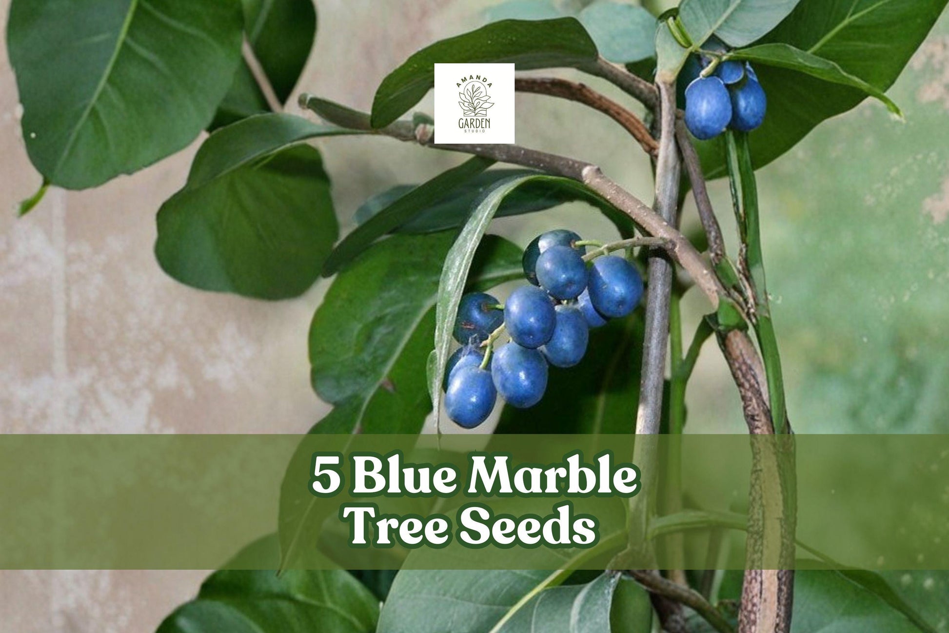 5 Blue Marble Tree Seeds | Exotic Ornamental Tree | Elaeocarpus angustifolius | Non-GMO, Fast-Growing, Tropical Garden Plant