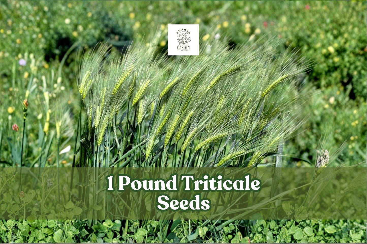 Triticale Seeds 1 lb Non-GMO Hybrid Grain Crop (×Triticosecale) for Cover & Forage, Fast-Growing, High-Yield, Untreated