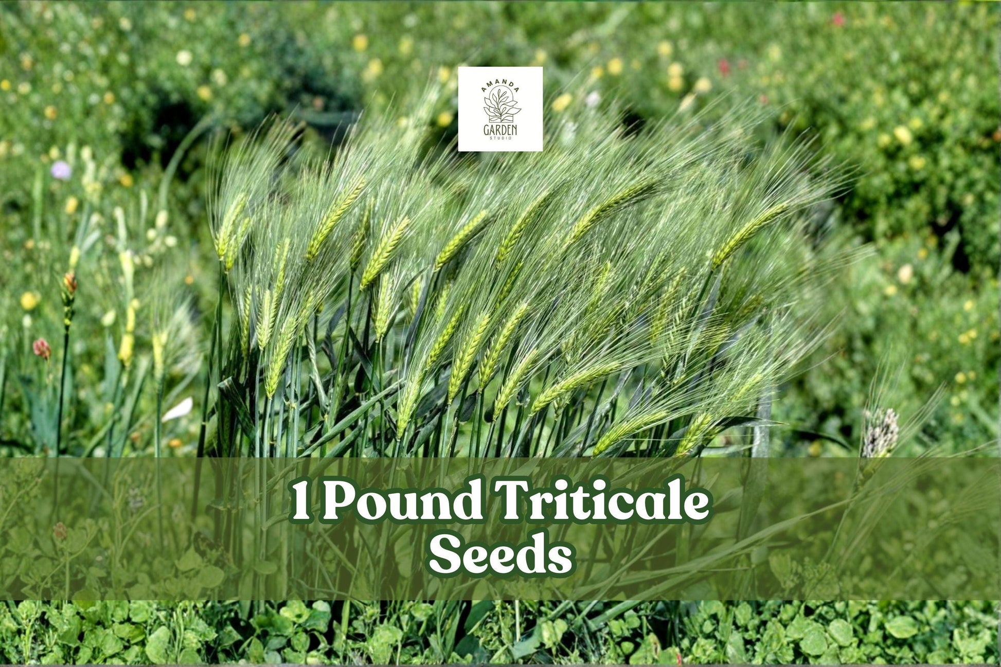Triticale Seeds 1 lb Non-GMO Hybrid Grain Crop (×Triticosecale) for Cover & Forage, Fast-Growing, High-Yield, Untreated