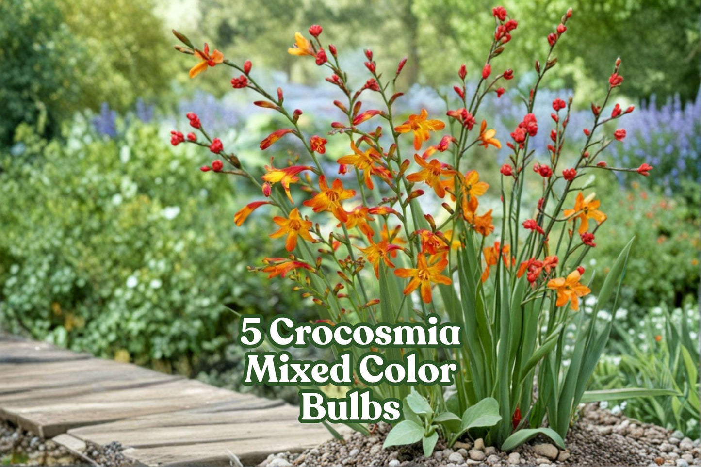 5 Crocosmia Bulbs | Mixed Bright Colors | Pollinator-Friendly | Crocosmia spp. | Easy-Grow Summer Flowers