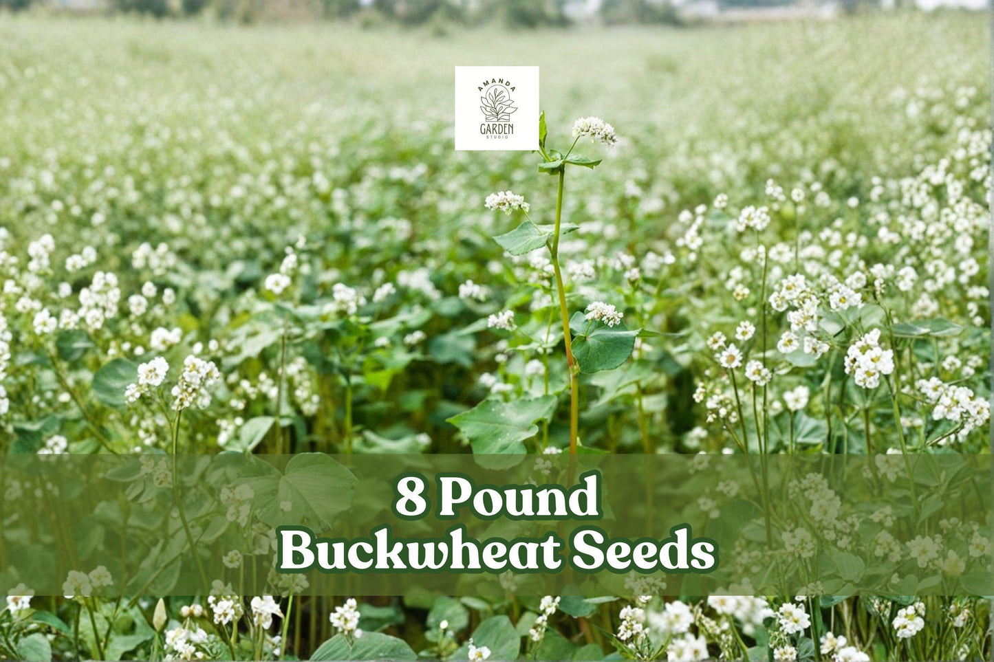 8 lb Buckwheat Seeds | Non-GMO Cover Crop | Pollinator Friendly Grain | Fagopyrum esculentum | Fast Growing, Soil Enhancer