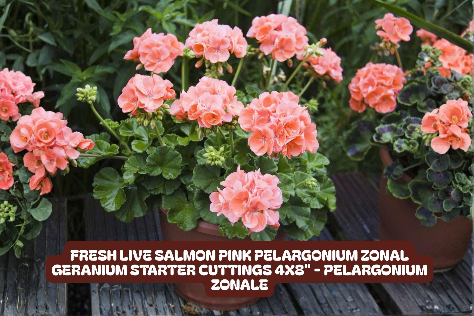 Fresh Live Starter Cuttings Salmon Pink Pelargonium Zonal Geranium Pelargonium zonale 4x8" - Easy Care Indoor/Outdoor Plant