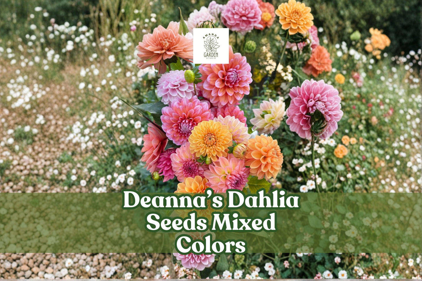 Dahlia Seeds - 100+ Non-GMO Heirloom Mixed Colors - Dahlia variabilis (Deanna's Exotic Mix) for Garden & Cut Flowers