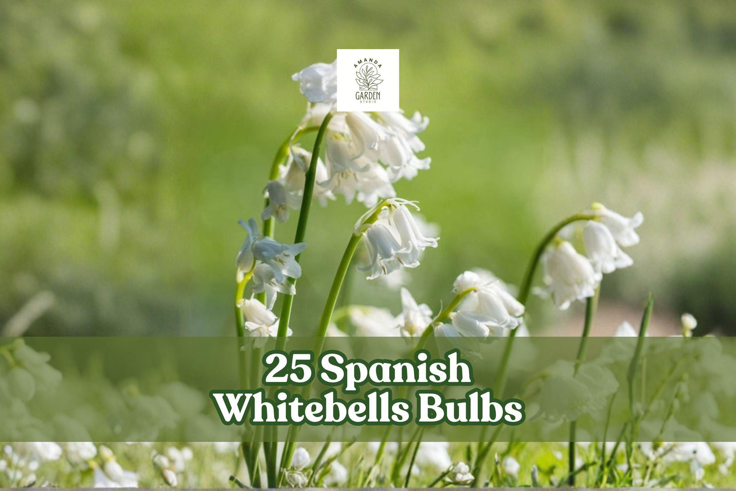 25 Spanish Whitebells Bulbs - Hyacinthoides hispanica 'Alba' - White Spring Perennial Flowers for Garden - Pollinator-Friendly