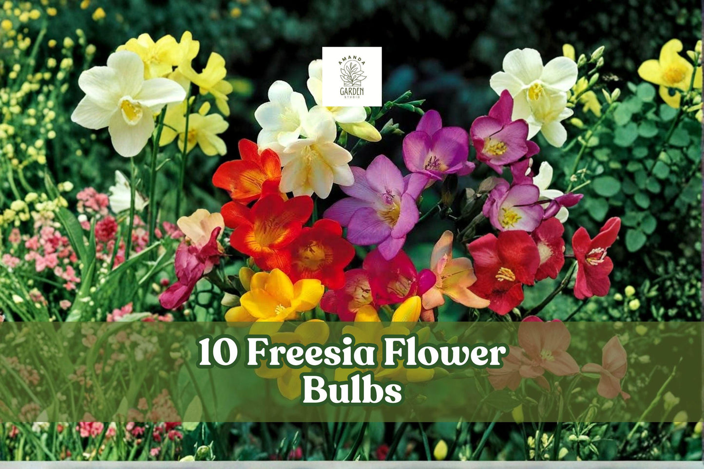 10 Freesia Bulbs | Fragrant Mixed Colors | Easy-Grow Spring Blooms | Freesia spp.