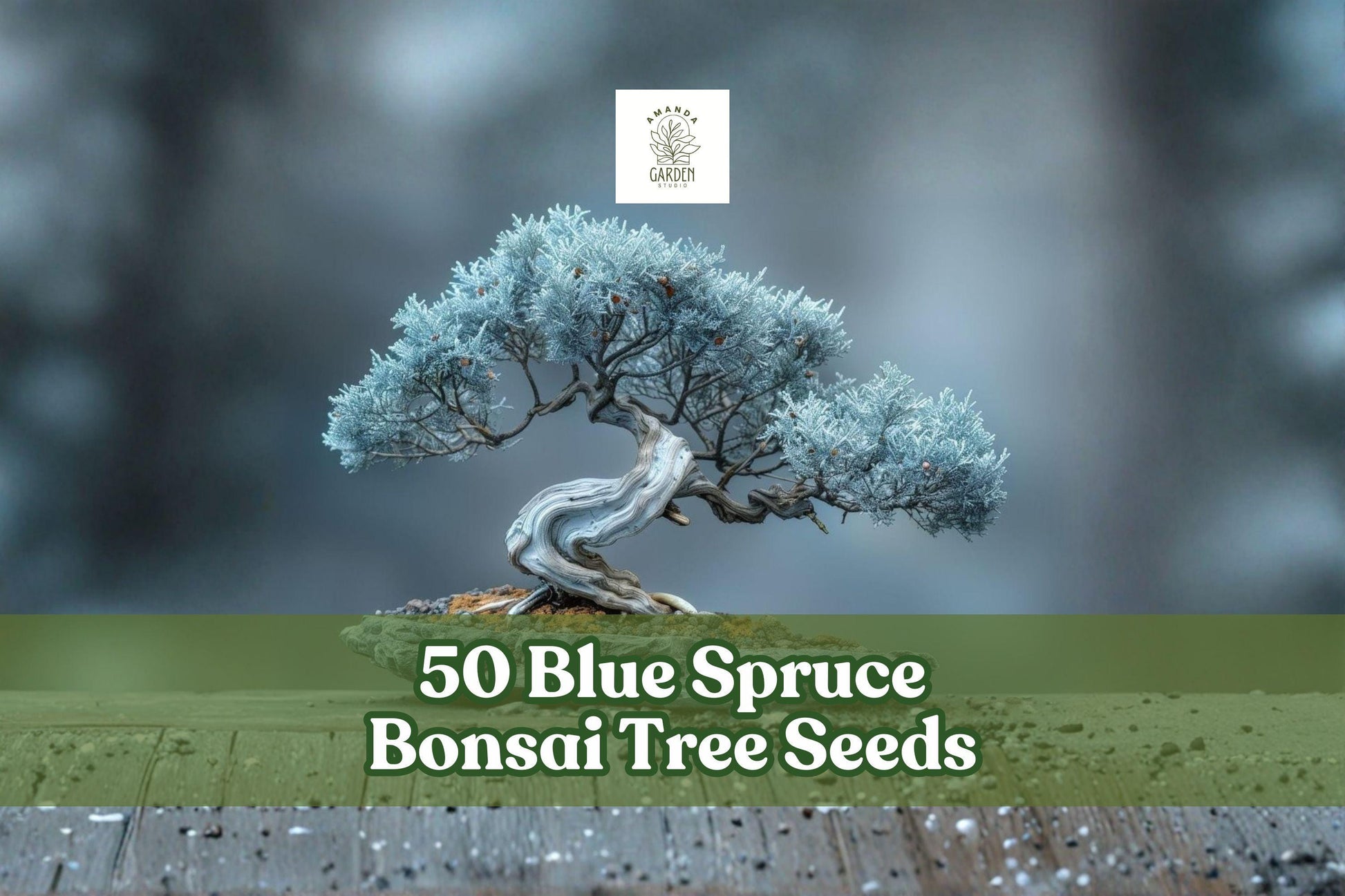 50 Blue Spruce Bonsai Tree Seeds | Picea pungens | Non-GMO Colorado Blue Evergreen for Bonsai & Landscape Planting