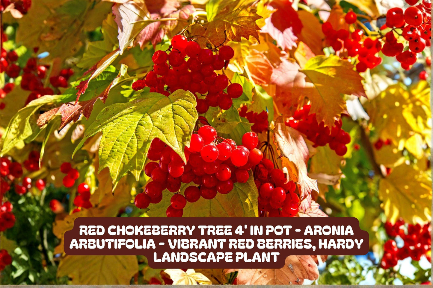 Red Chokeberry Tree 4' in Pot - Aronia arbutifolia - Vibrant Red Berries, Hardy Landscape Plant, Attracts Birds