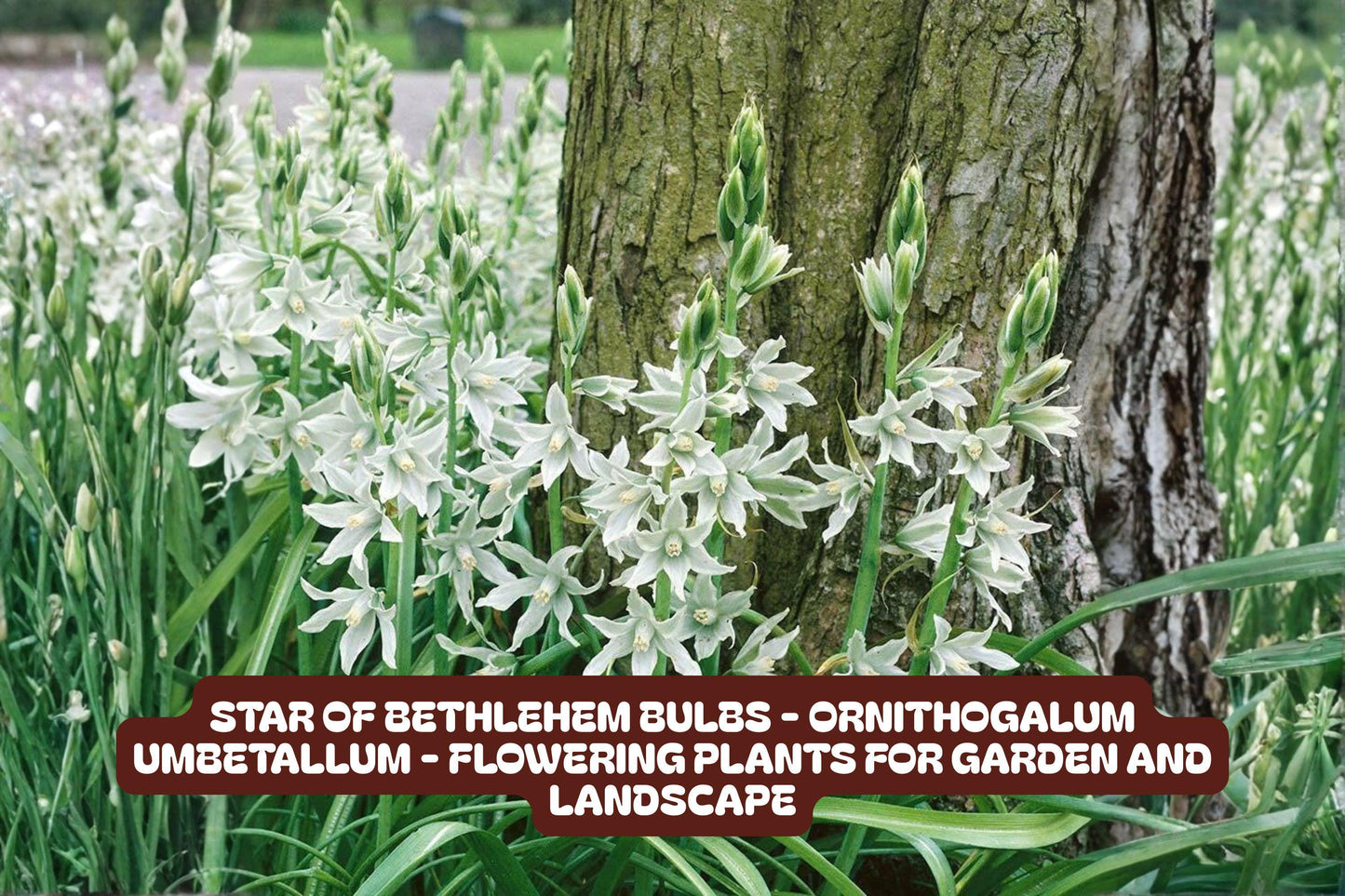 Star of Bethlehem Bulbs - Ornithogalum Umbellatum - White Flowering Garden Plants - Low Maintenance, Drought-Tolerant Blooms