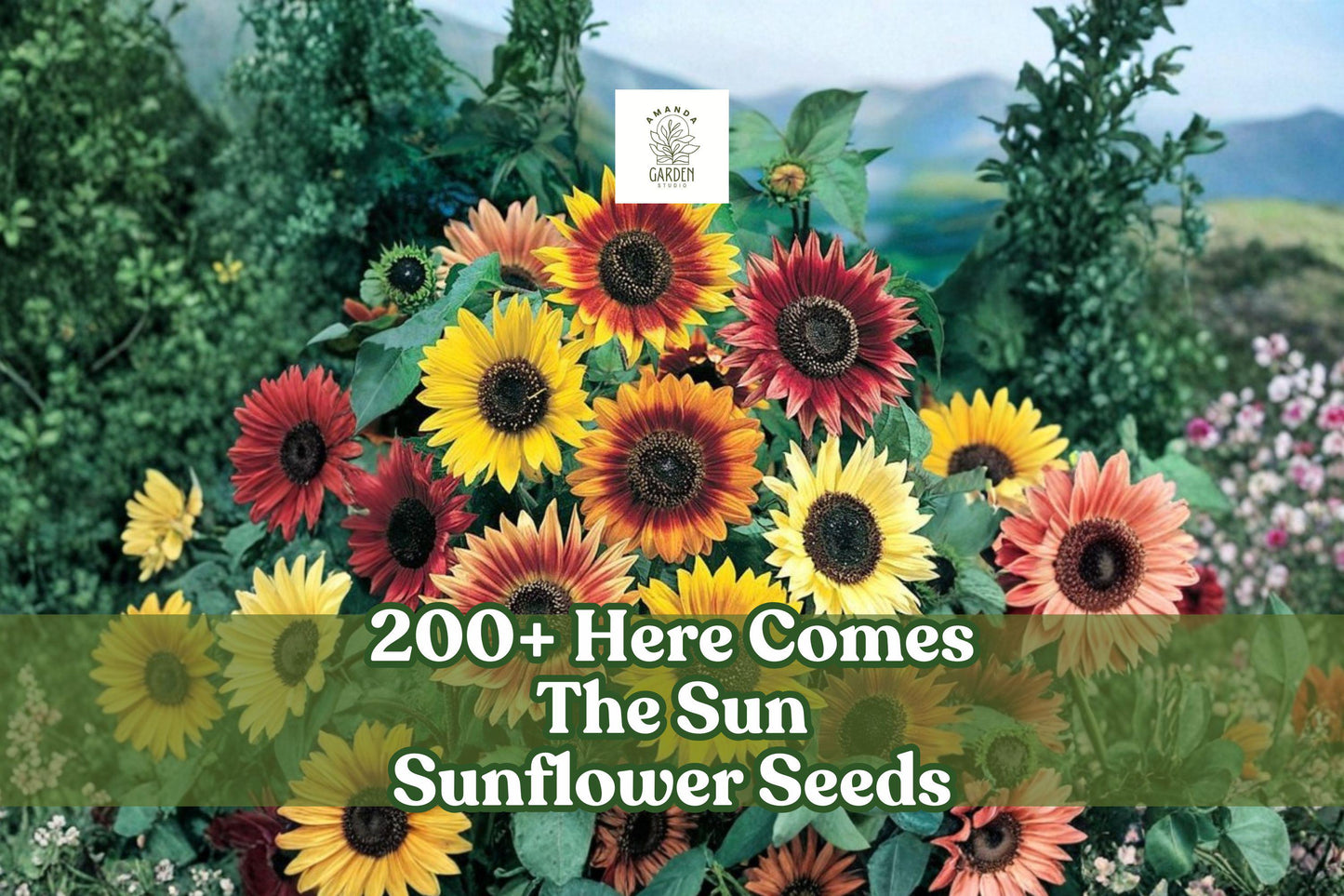 200+ Sunflower Seeds | Mixed Helianthus (Here Comes The Sun) | Non-GMO USA-Grown | Colorful Blooms for Gardens & Bouquets