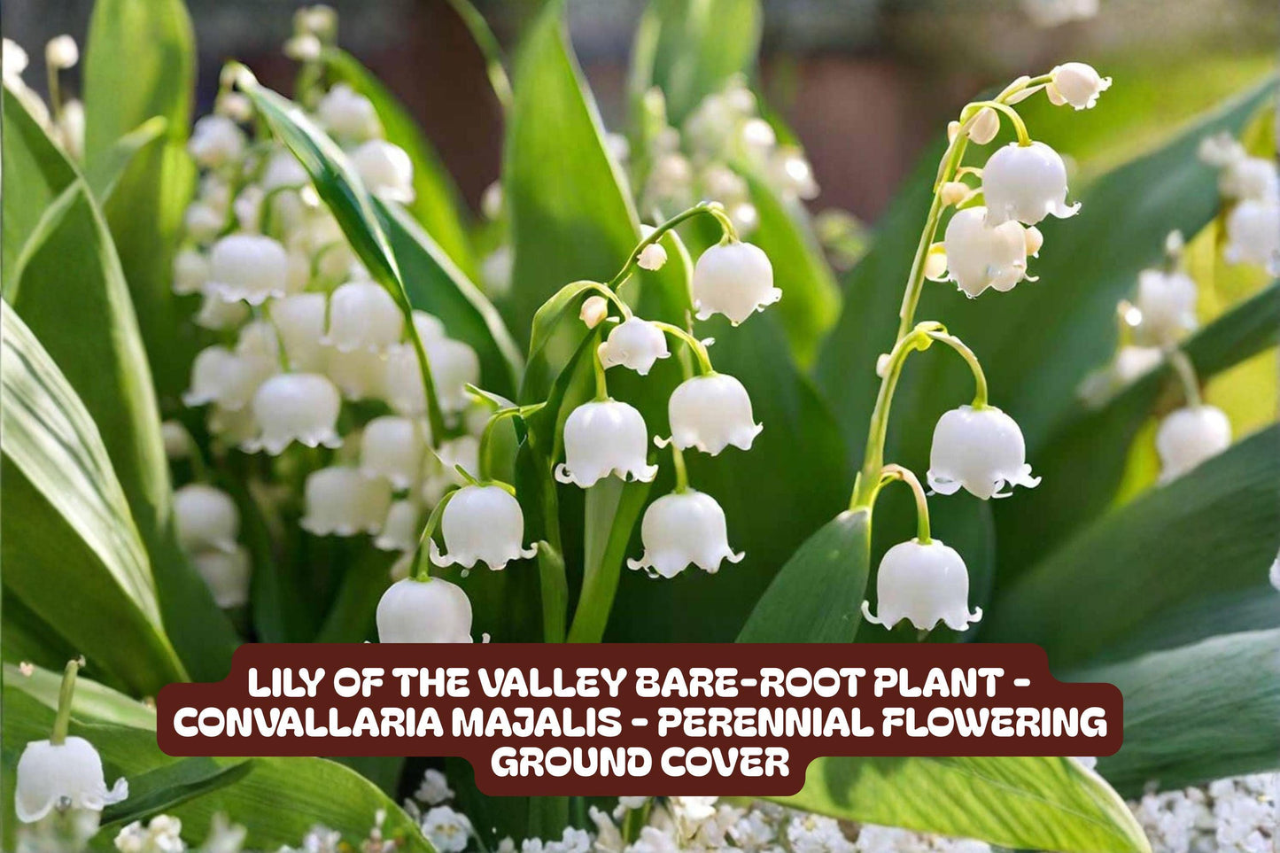 Lily of the Valley Bare-root Plant - Convallaria Majalis - Rare Perennial Ground Cover - Fragrant White Flowers
